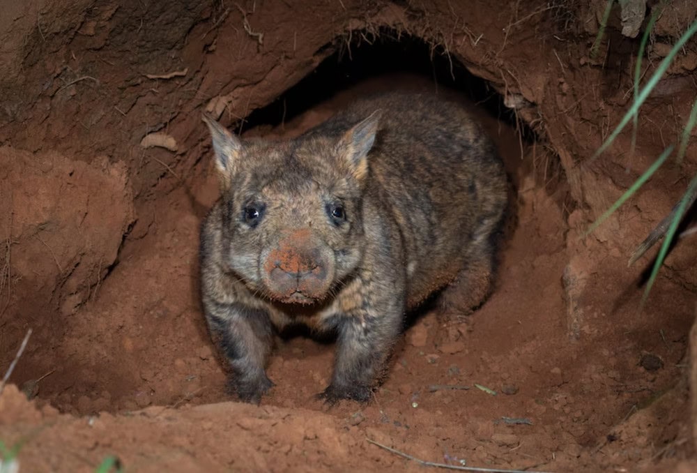 A hairy-nosed wombat. Image: Brad Leue/Australian Wildlife Conservancy.