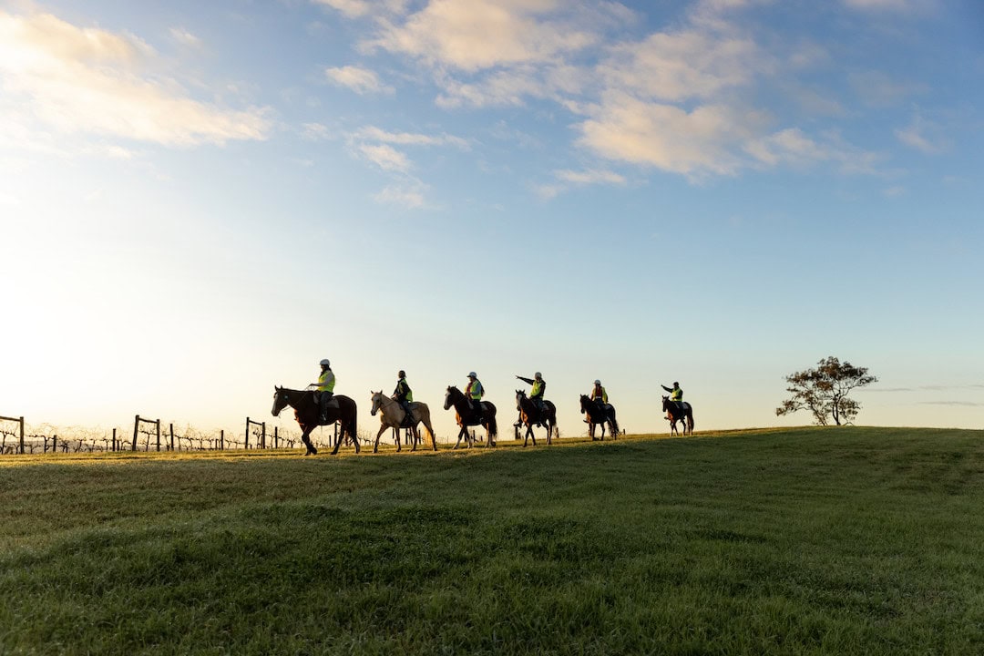 Group rides through the vineyards with Hunter Valley Horses, Pokolbin