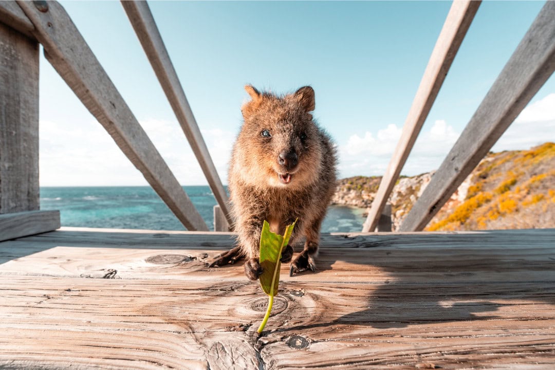 Quokka, Rottnest Island. Photo courtesy of Tourism Western Australia.