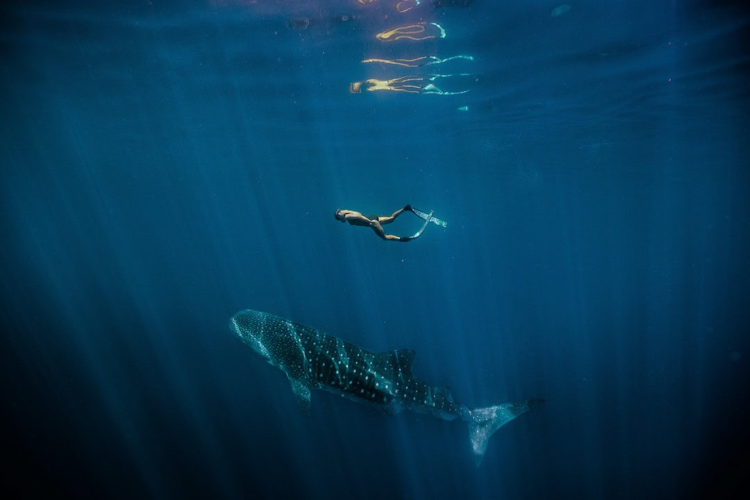 Traveller swimming with a whale shark along Ningaloo Reef..