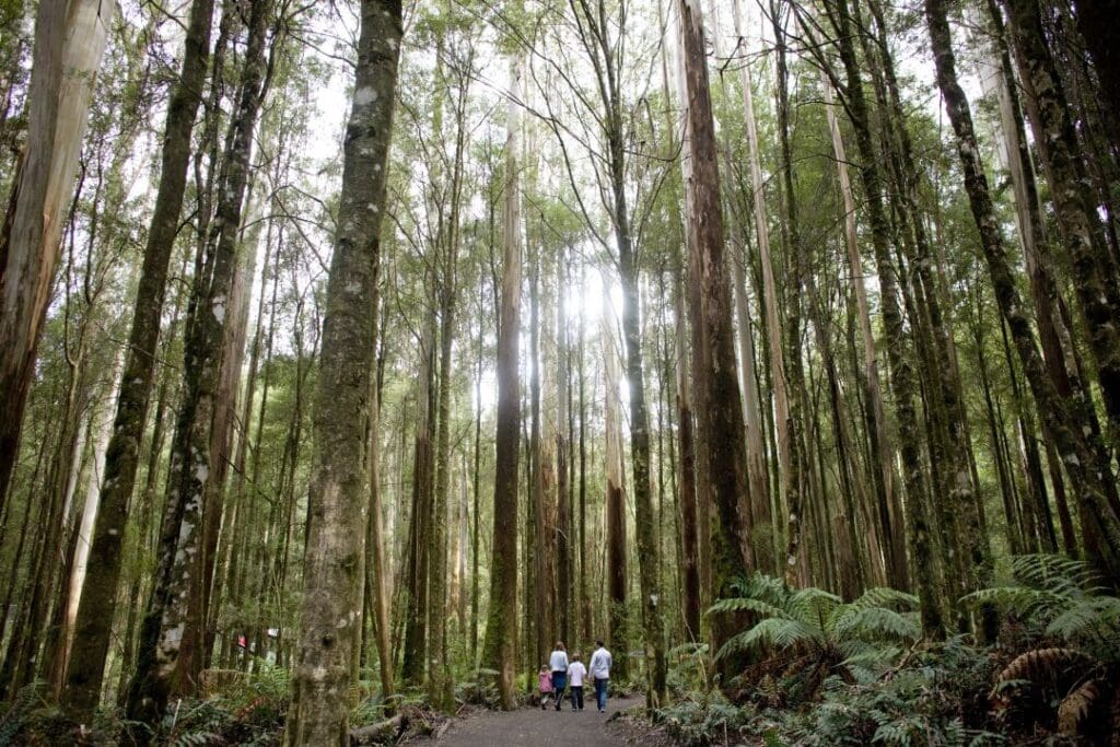 Family visit The Otway Fly Treetop Adventures attraction