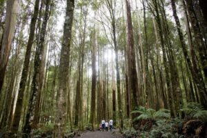 Family visit The Otway Fly Treetop Adventures attraction
