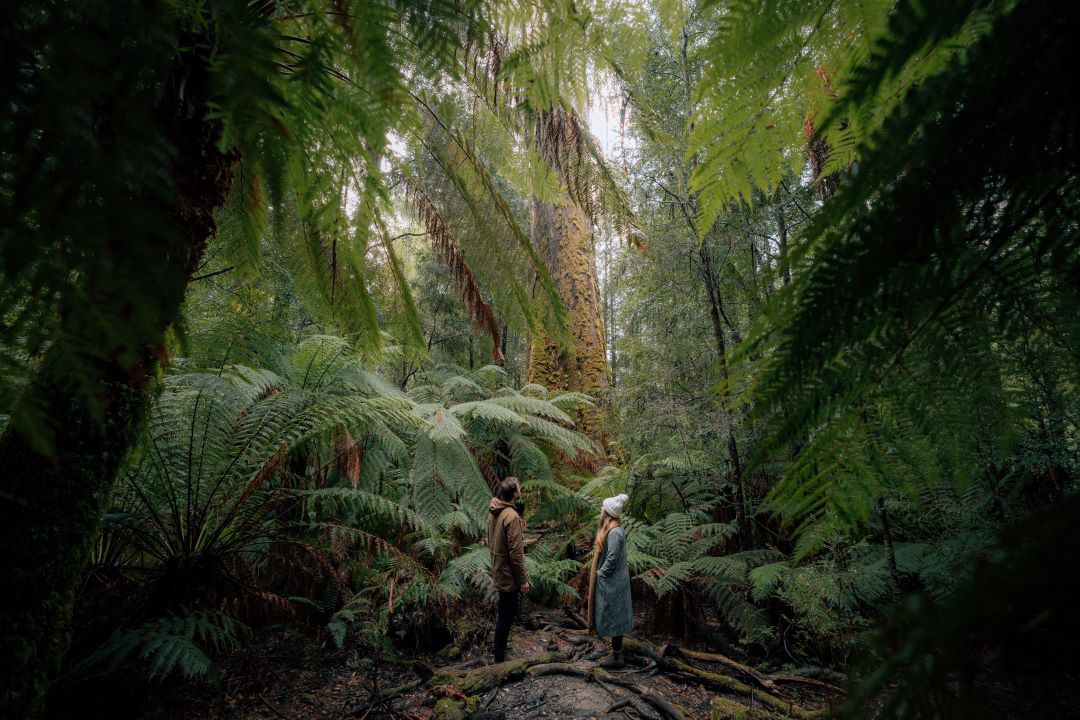 The incredible size of the trees in Styx Valley. Photo by Emilie Ristevski for Tourism Tasmania.