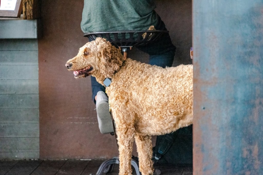 Dog-friendly bars and pubs in Adelaide