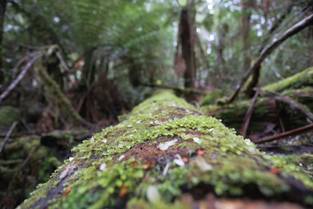 A close-up of a moss-covered in the Styx Valley rainforest