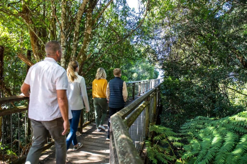 Dorrigo National Park