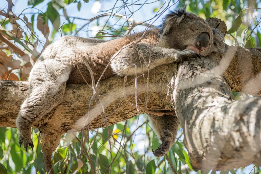 Sleepy koala enjoys a tree nap.