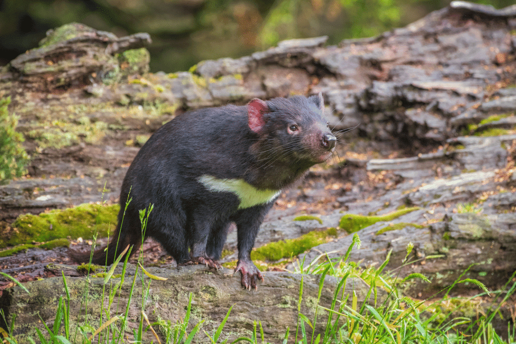 A Tasmanian Devil in the Styx Valley.