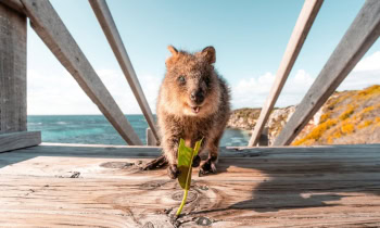 Quokka, Rottnest Island. Photo courtesy of Tourism Western Australia.