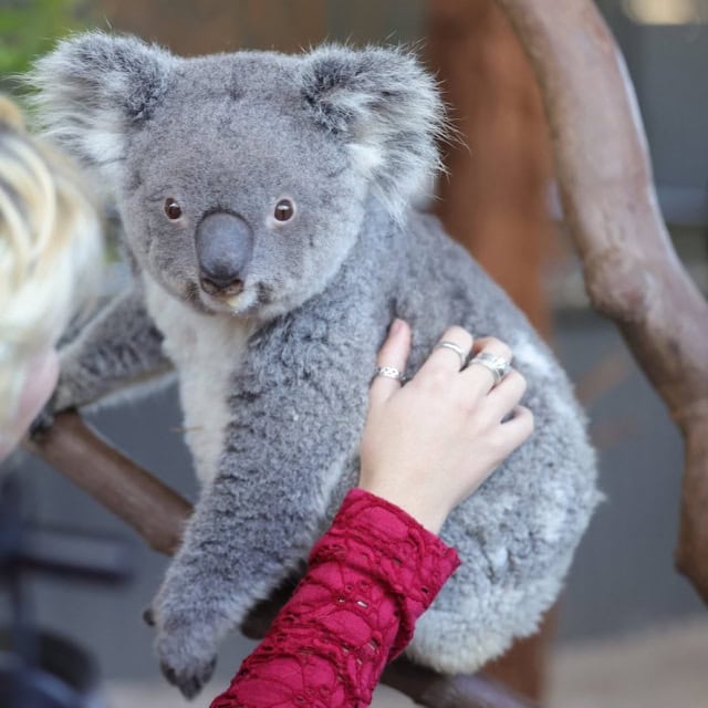 Billabong Zoo © Destination NSW