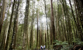 Family visit The Otway Fly Treetop Adventures attraction Family visit The Otway Fly Treetop Adventures attraction